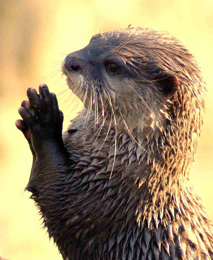 Loutre d