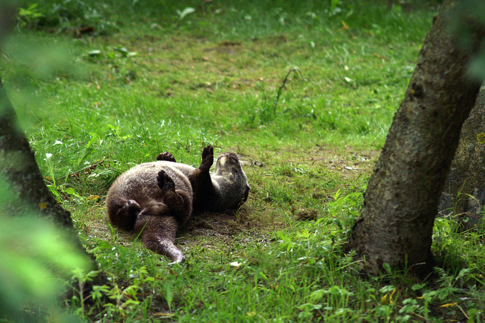 Loutre d'Europe 5