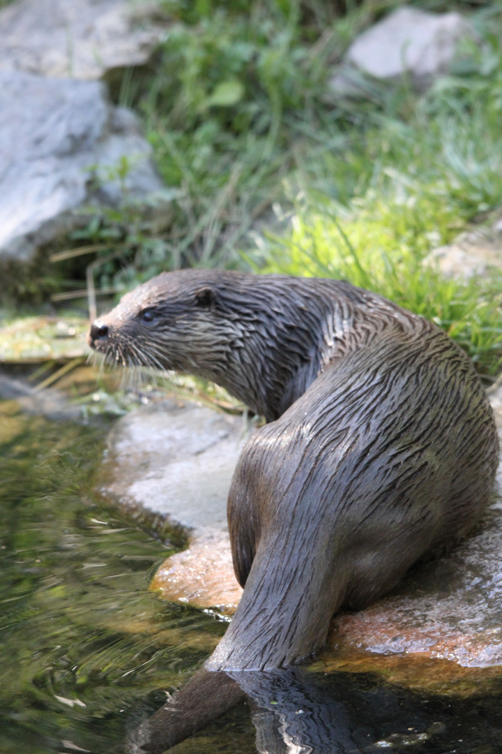 loutre