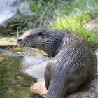 loutre