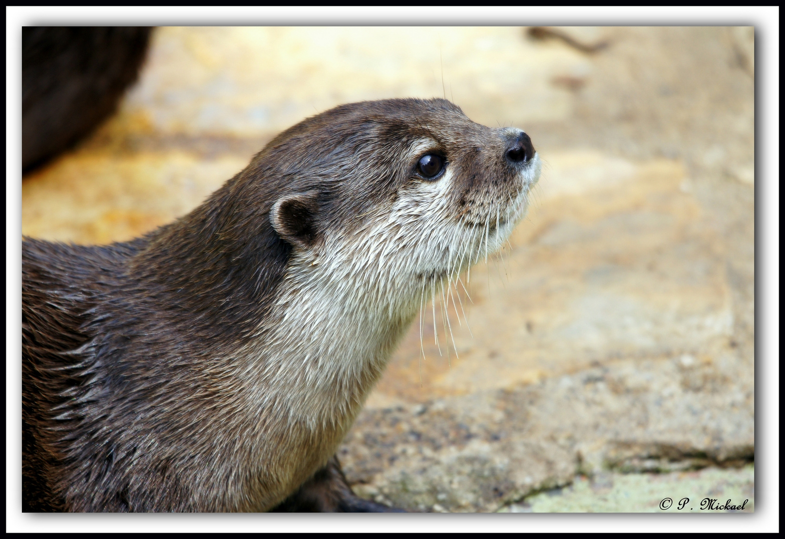 Loutre (profil) photo et image nature, animaux, animaux sauvages Images