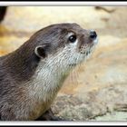 Loutre (profil)