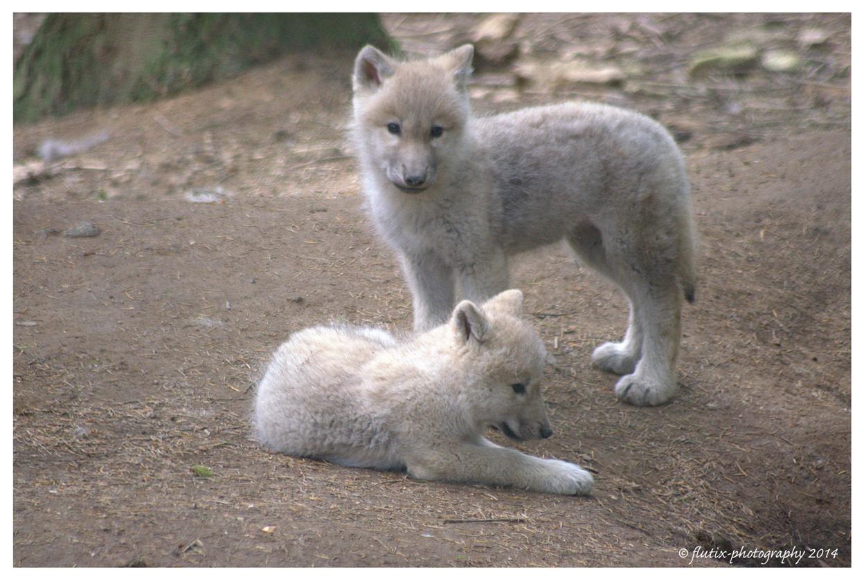 Louveteaux Arctique Photo Et Image Animaux Animaux Sauvages Nature Images Fotocommunity