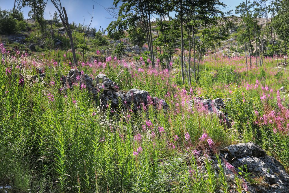 Lovcen NP 1