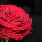 Love and a red rose can't be hid.