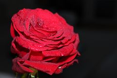 Love and a red rose can't be hid.