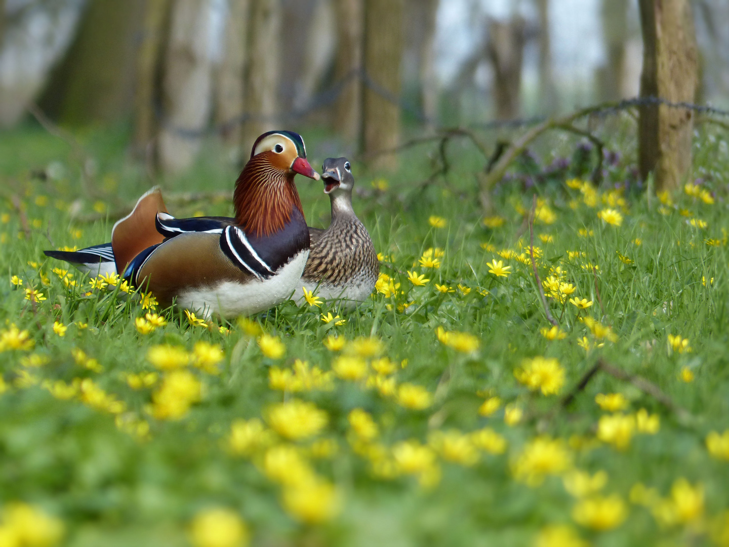 ... love and passion on spring flowers