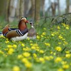 ... love and passion on spring flowers