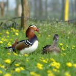 ... love and passion on spring flowers