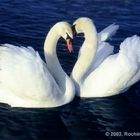 Love at Nymphenburg Park