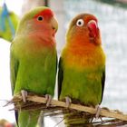 love bird2