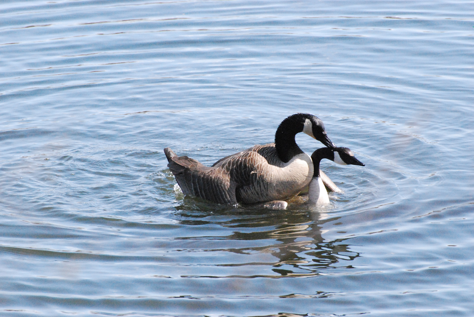 Love Birds