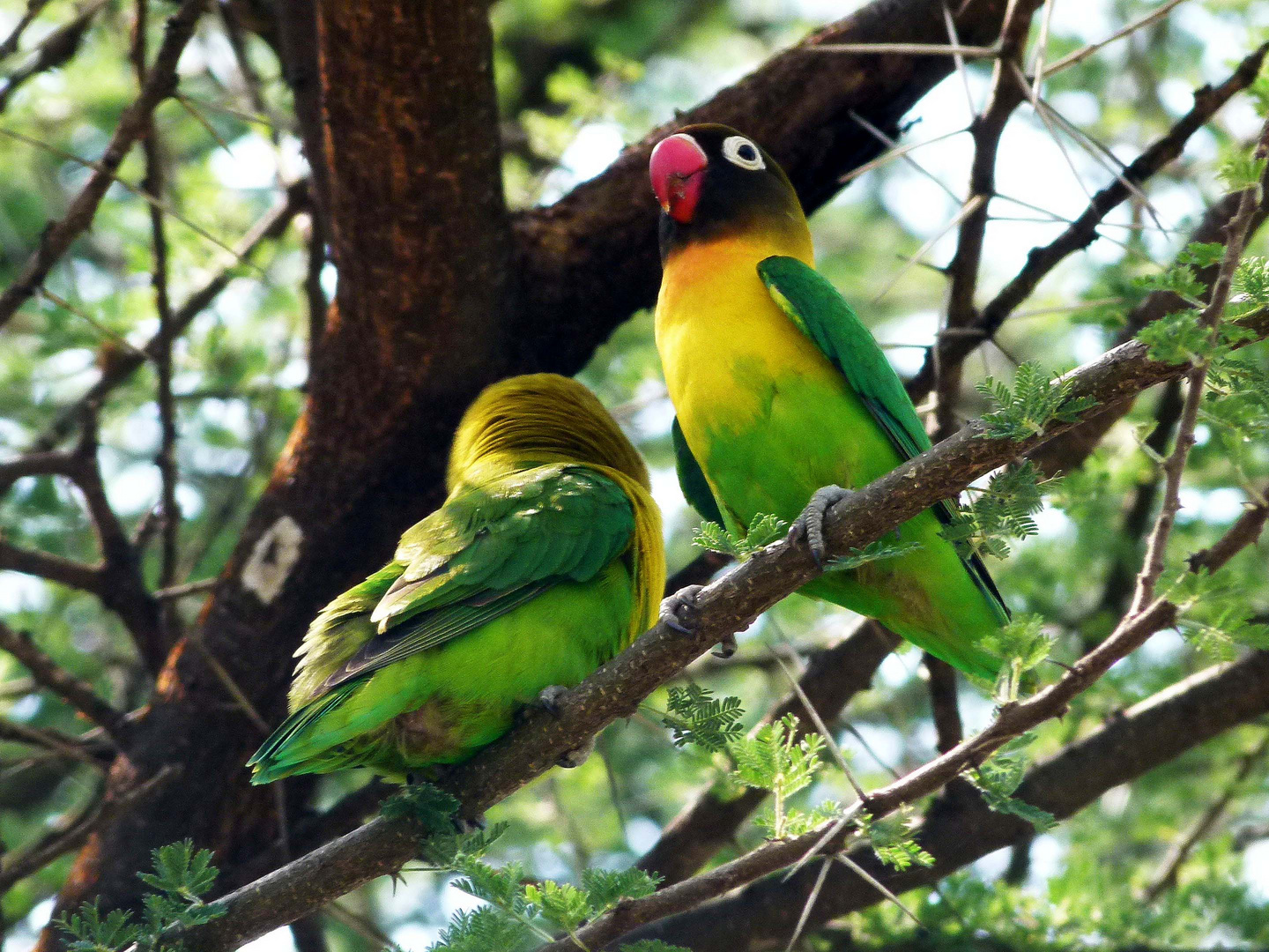 Love birds im Tarangire NP