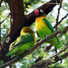 Love birds im Tarangire NP