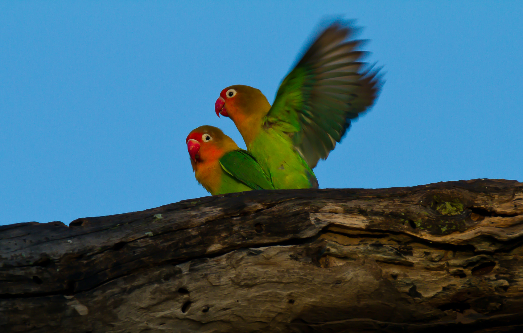 Love Birds in action - Tanzania