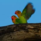 Love Birds in action - Tanzania