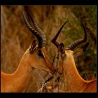 Love by Impalas