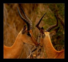 Love by Impalas