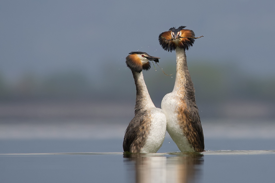 Love Dance with Gift from The Deep