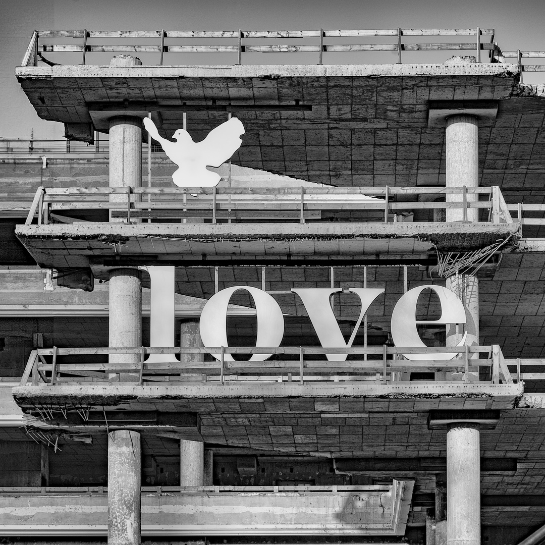 love, demolition and a white pigeon