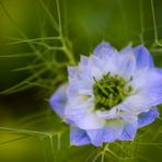 „Love-in-a-mist“