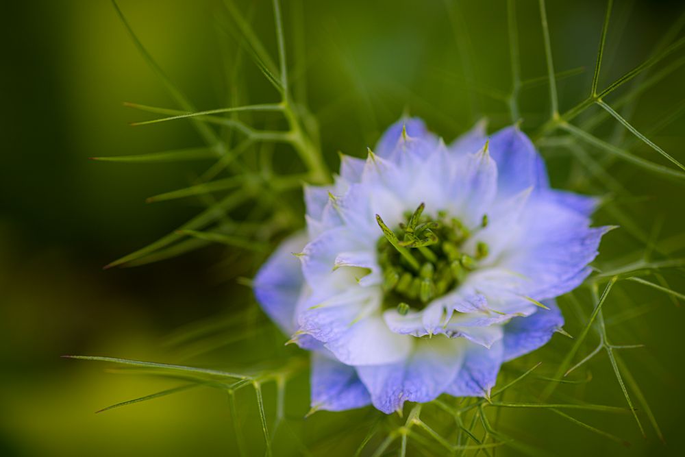 „Love-in-a-mist“