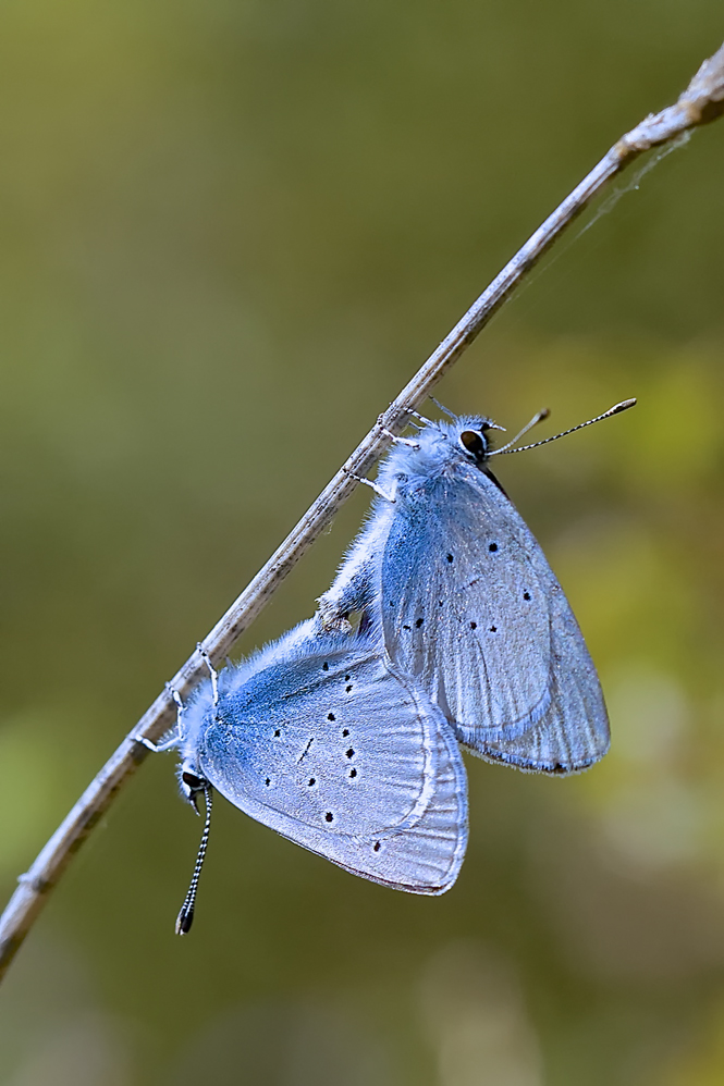 Love in blue