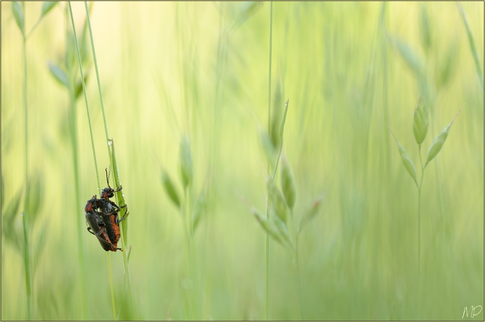 love in the grass