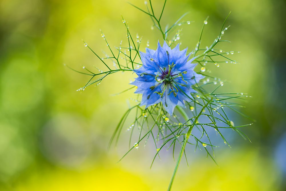 love-in-the-mist