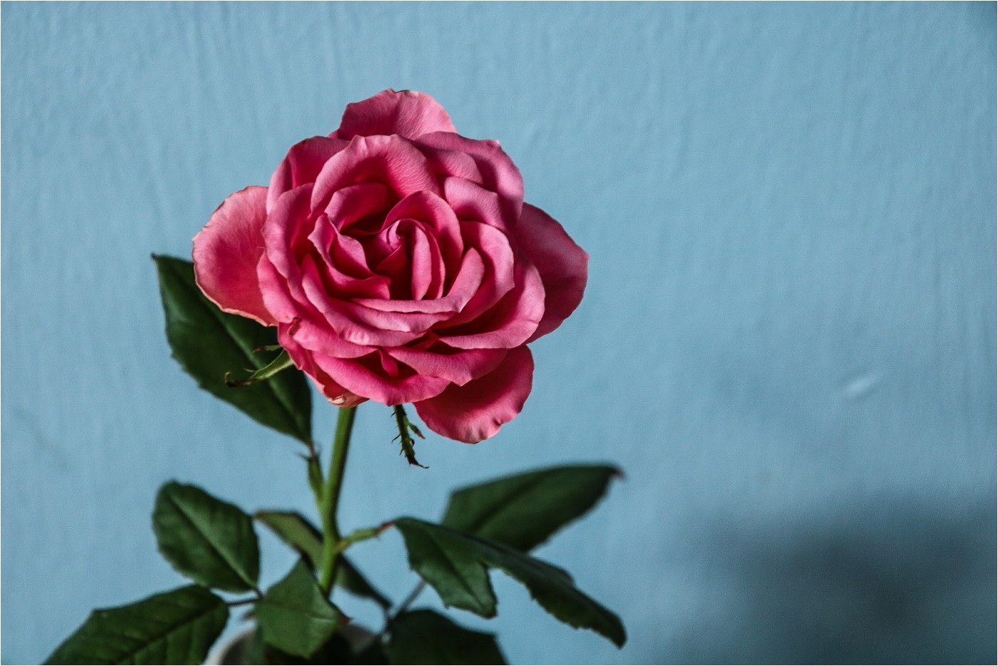 Love Is A Rose (Original)