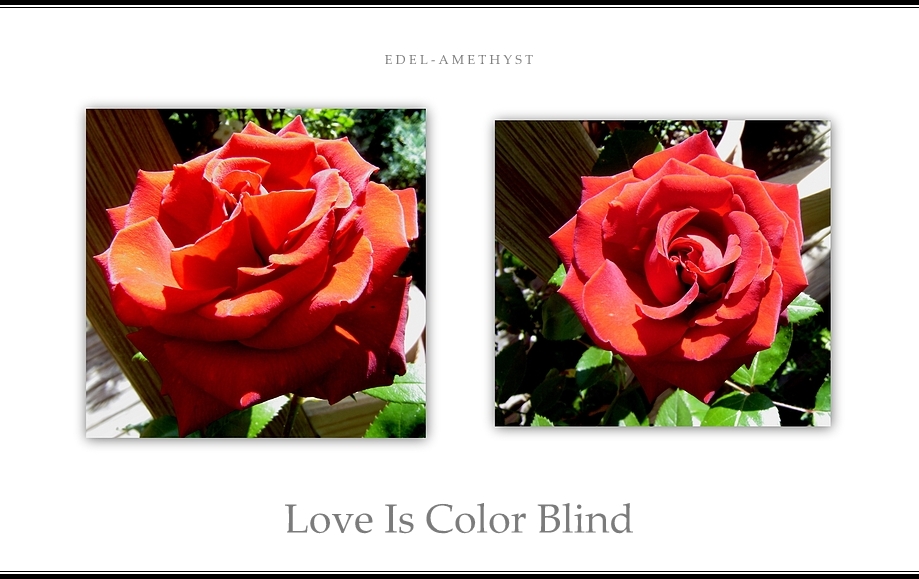 "Love Is Color Blind"