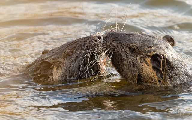 °°_Love is in the air_°°