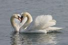 Love is in the Air! by Misu Schwartz 