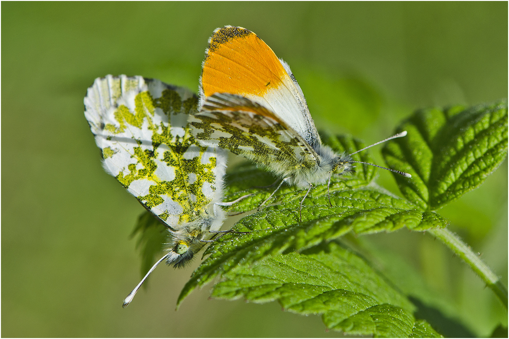 "Love is in the air . . .!" - Auch bei den Aurorafaltern . . .