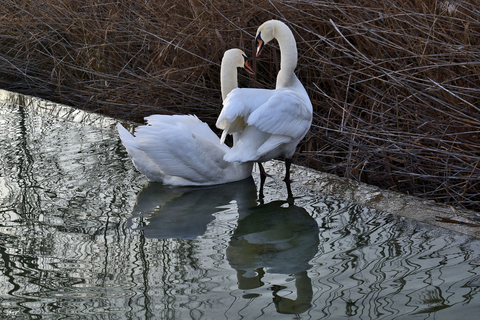 Love is in the air