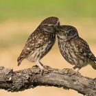 Love is in the air...