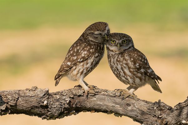 Love is in the air...