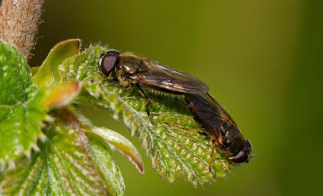 LOVE IS IN THE AIR ... FLIEGEN AUF WOLKE SIEBEN