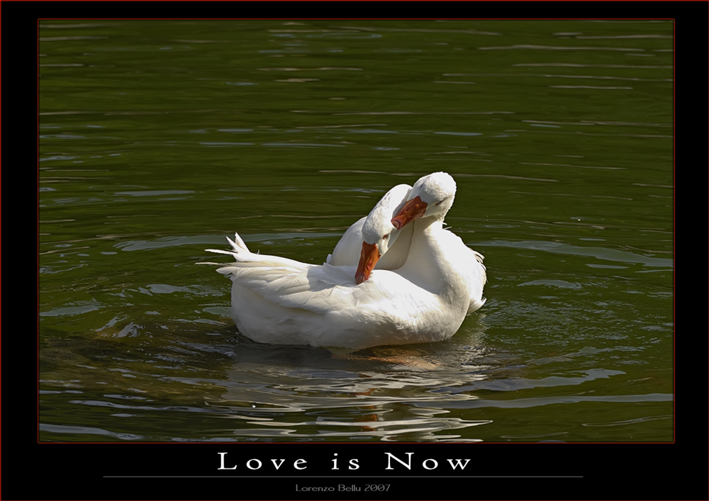 Love is Now