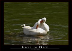 Love is Now