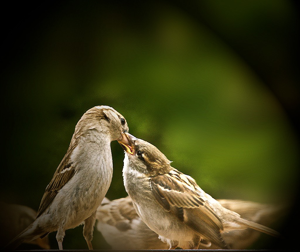 Love - Liebe - Amor