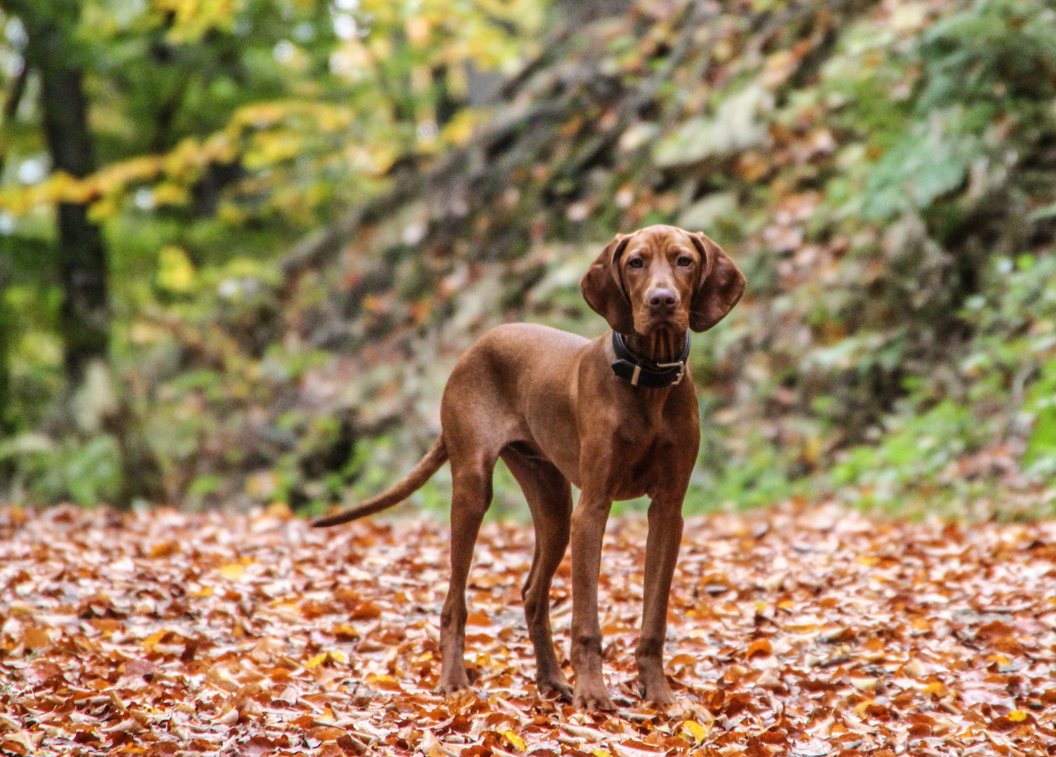 Love my Vizsla