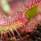 Love nest sundew