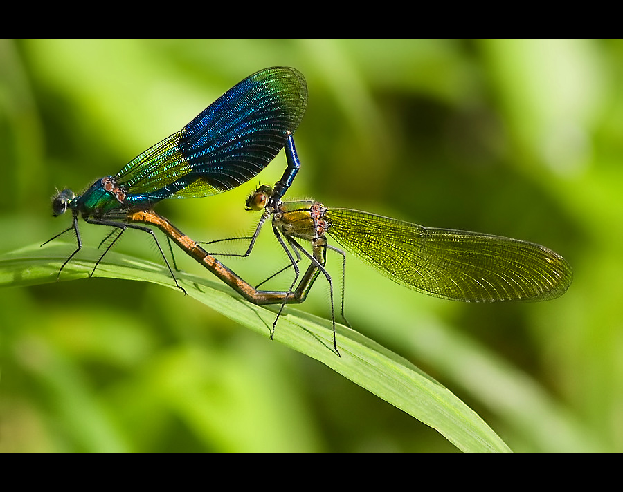 love on a leaf