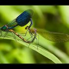 love on a leaf