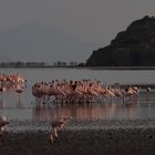 Love parade,Tanzania