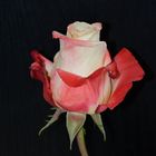 Love Rose