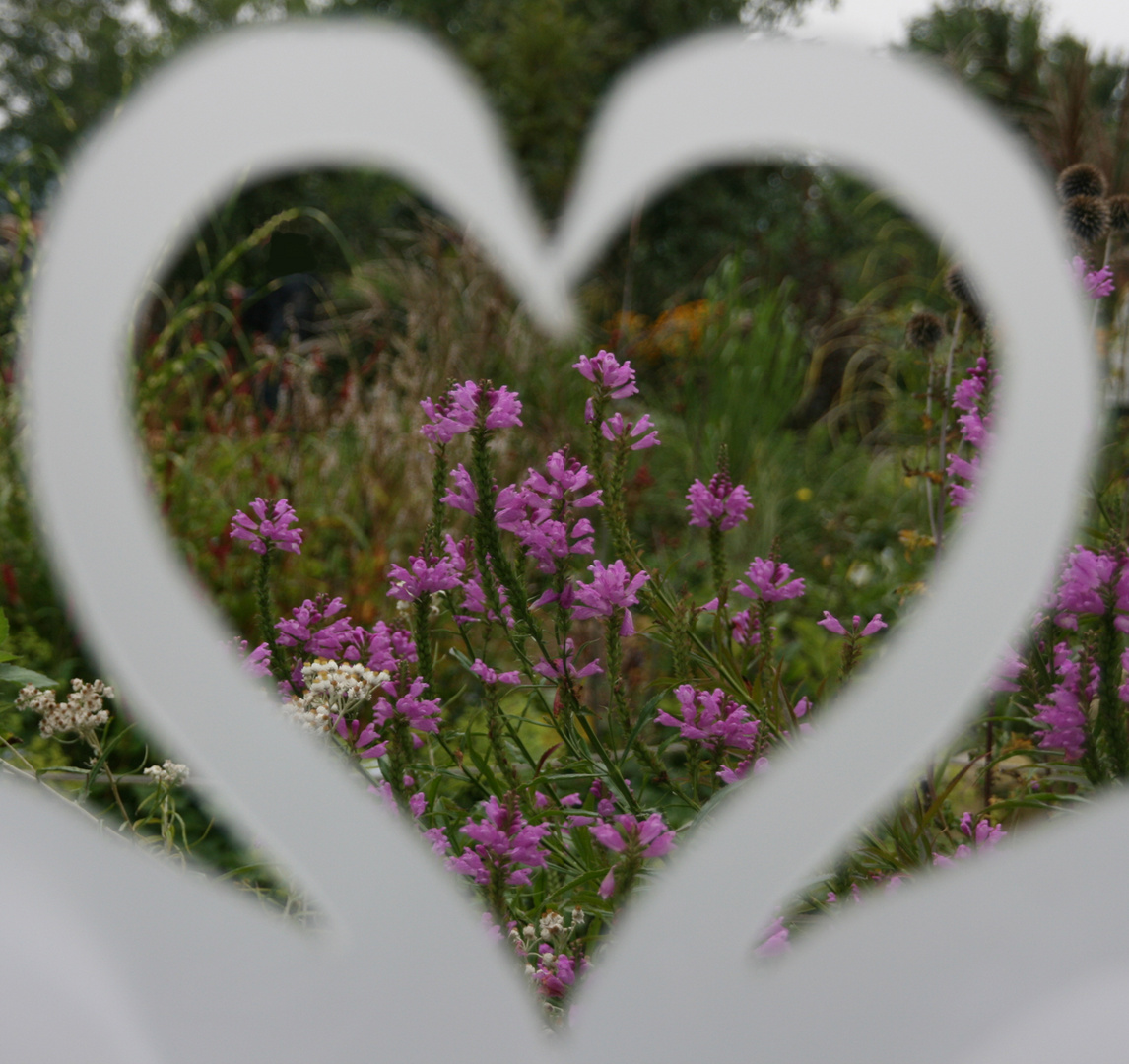 Love - (Sumpf-Siegwurz) - (Gladiolus palustris)