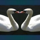 Love Swan