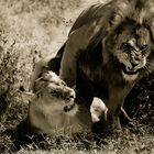 LOVE THE LION WAY - TANZANIA